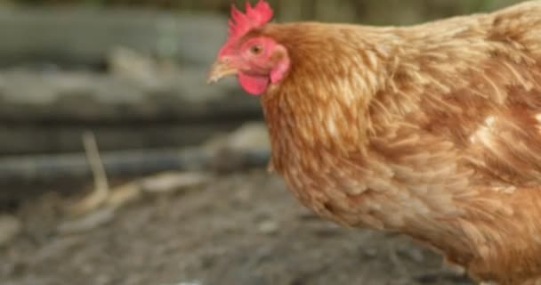 Braune Henne spitzt ihren Bug — Stockvideo