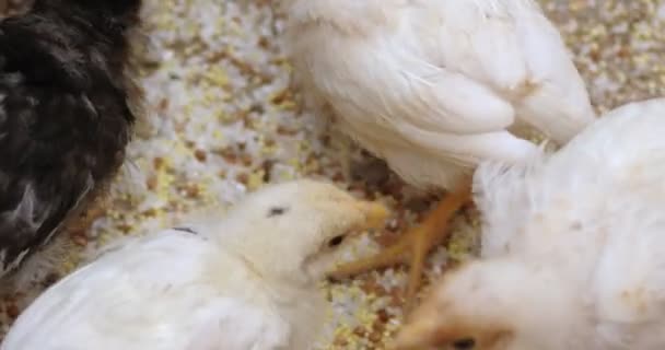 Pequenas galinhas pecking grão — Vídeo de Stock