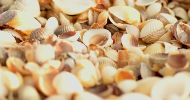 Many empty shells macro shot — Stock Video