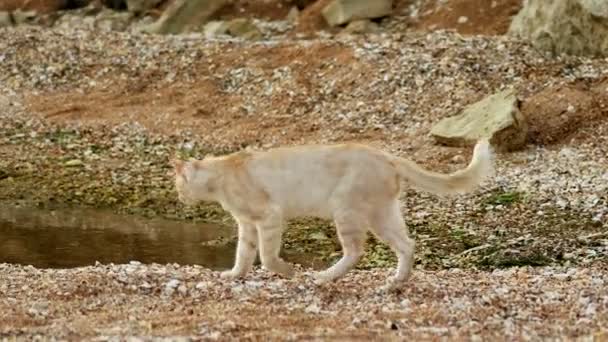 Рыжая белая кошка ходит по песчано-раковинам берега Азовского моря — стоковое видео