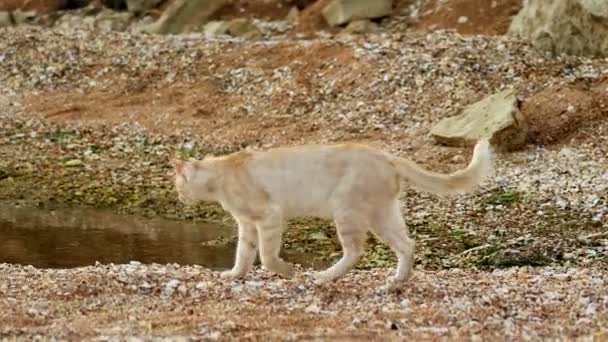 En ingefära-vit katt promenader vid Azovska strand på sand-och-skal — Stockvideo