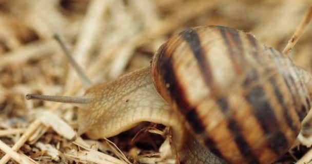 干草上的蜗牛. — 图库视频影像