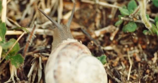 Un caracol de jardín arrastrándose sobre la hierba seca . — Vídeo de stock