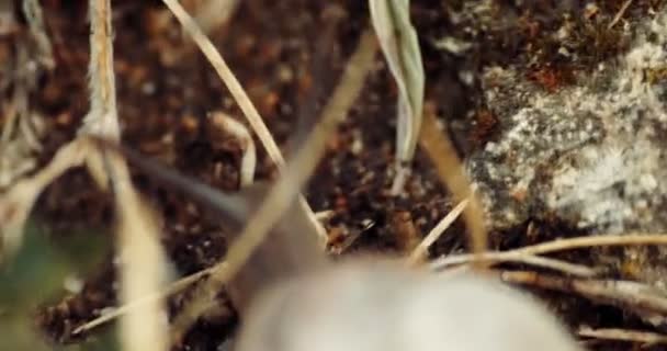 La coquille rayée escargot rampant au-dessus de la vue — Video