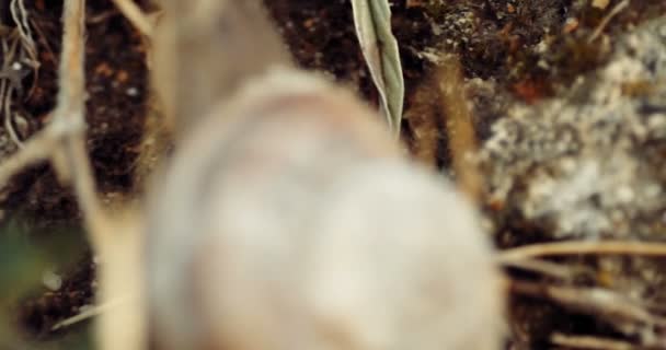 Caracol en la tierra. Imágenes de Macro 4K . — Vídeos de Stock