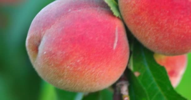 Mature peaches growing among green leaves handheld shot — Stock Video