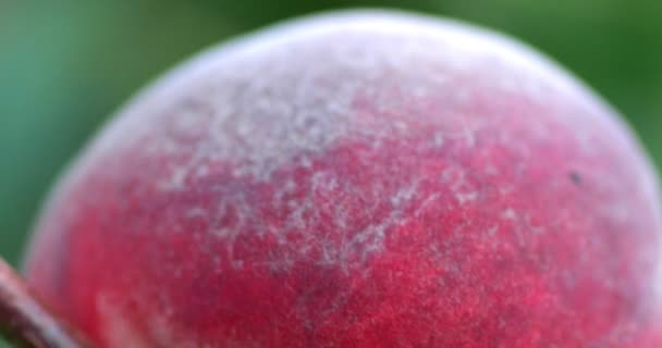 Närbild av den mogna frukten persika handhgeld skott — Stockvideo