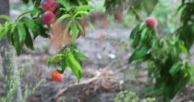 Olgun Şeftali meyve bahçesi el 4 k vurdu