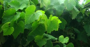 Meyve bahçesinde yağmur yeşil yaprakları