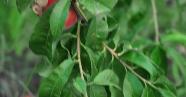 Melocotones maduros creciendo entre hojas verdes tiro de mano. Melocotones maduros jugosos colgados en el árbol en el huerto — Vídeos de Stock