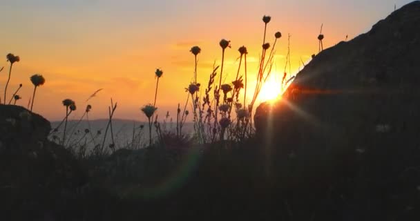 Flowers on steams fluttering in front of sunset sky copyspace on foreground — Stock Video