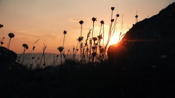 Цветы дикой травы трепещут на ветру перед мигающим солнцем — стоковое видео