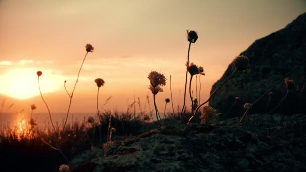 Wild gras bloemen verplaatsen op Wind voor zee zonsondergang — Stockvideo