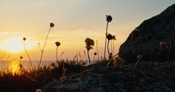 Flores de hierba revoloteando frente al cielo del atardecer — Vídeos de Stock