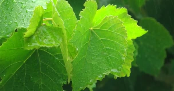 De fortes gouttes de pluie tombent sur les grandes feuilles vertes — Video