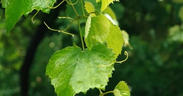 Zielony winogron pozostawia z przepływu wody w dół — Wideo stockowe