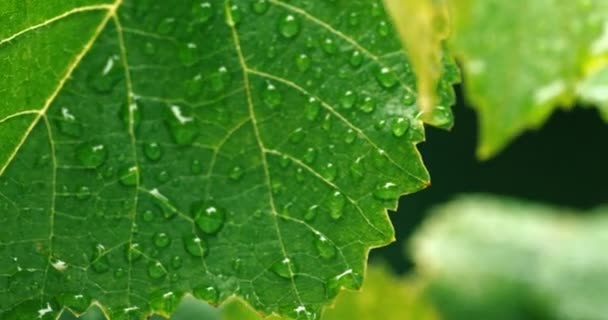 Macro of shaking leaves with drops of dew — Stock Video