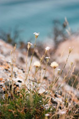 Tuft of grass and small wildflowers growing in front of coastal rocks and sea water clipart