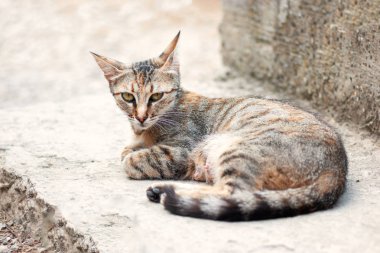 Beton merdiven portre üzerinde yalan yolunu yitirmek kedi