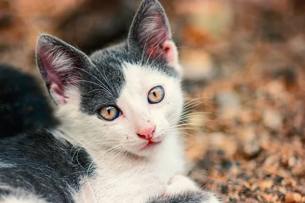 Söt kitty ansikte tittar på kameran närbild, copyspace — Stockfoto