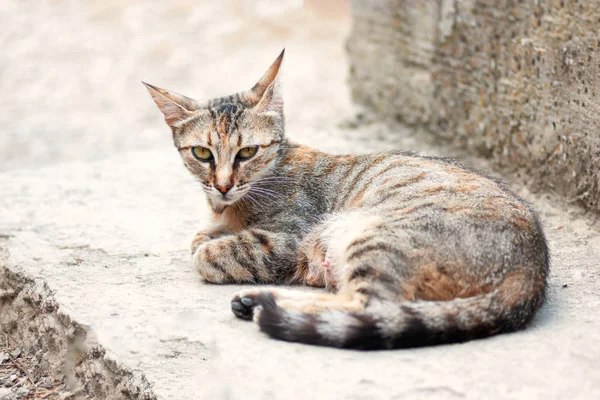 Stray cat lying on concrete stairs closeup — Stock Photo, Image