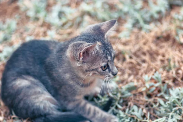 Gattino che riposa sull'erba — Foto Stock