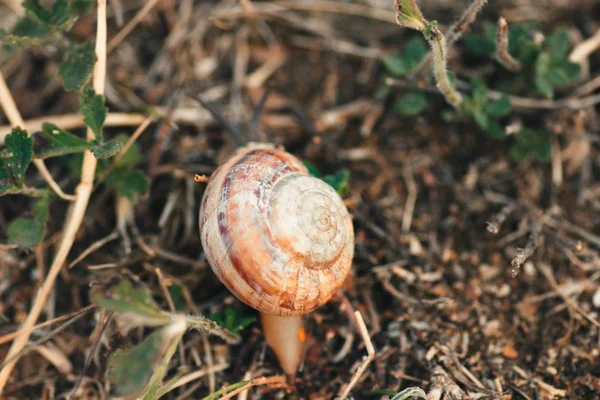 Garden Snail Shell Vista superior, Copyspace —  Fotos de Stock