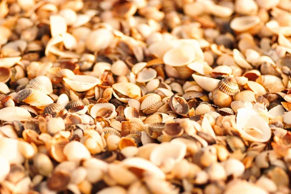 Many empty seashells covering sea coast, selective focus, copyspace — Stock Photo, Image