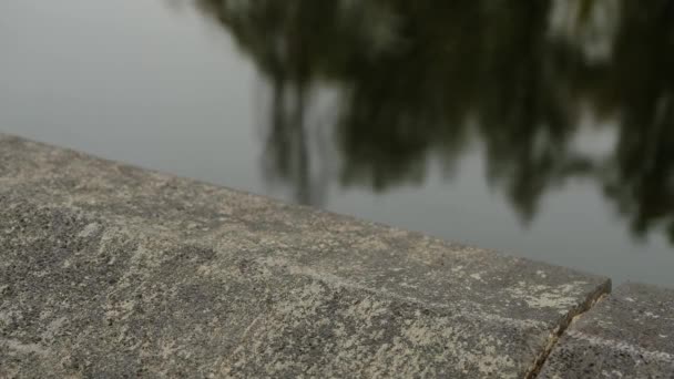 移動遅い Cinemagraph の木の反射で池面 — ストック動画