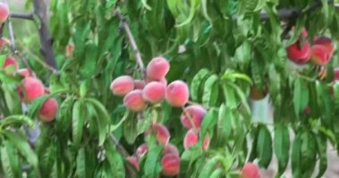 Şeftali meyve bahçesi el atış