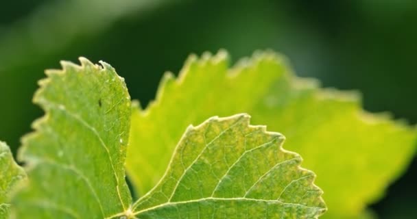 Крупним планом зелене листя під сильним дощем — стокове відео