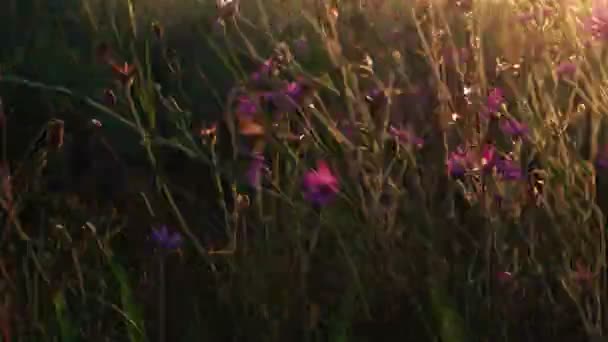 Flores silvestres violetas en luz parpadeante al atardecer — Vídeo de stock