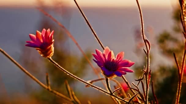 Два диких цветка фиолетового цвета трепещут в ветровом макросе — стоковое видео