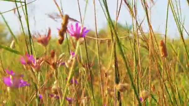 Violeta flores silvestres en la hierba temblando de viento — Vídeo de stock