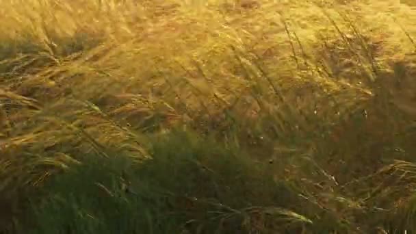 바람 백라이트에 이동 깃털 잔디 — 비디오