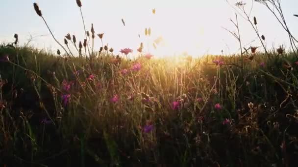 Flores silvestres violetas en la hierba temblando de viento frente al cielo del atardecer — Vídeo de stock