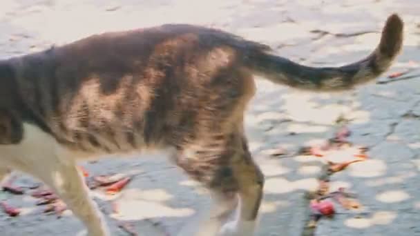 Back side of stray cat walking in shadow pattern — Stock Video