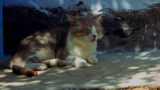 Grijze en witte kat ontspannen in de buurt van de muur in het dierenasiel — Stockvideo