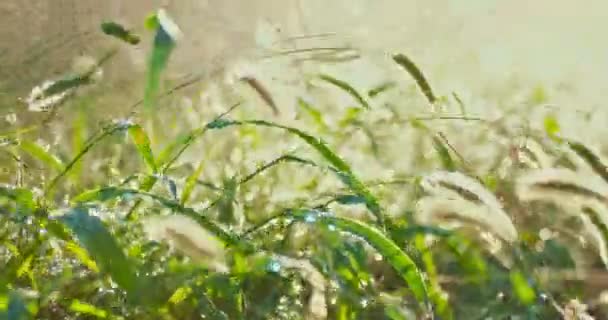 Green grass under downpour backlit by sunset — Stock Video