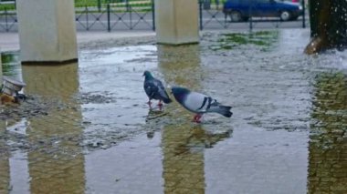 Çeşme yürüme Şehir güvercinleri