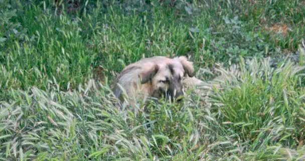 Hemlös hund äta i fjädra gräs — Stockvideo