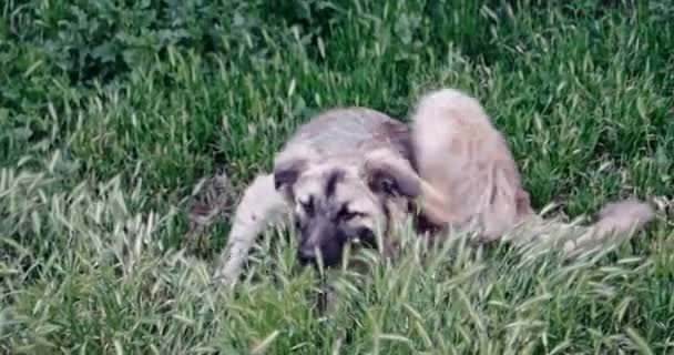 Perro sin hogar picazón en la mitad escondido en la hierba de primavera — Vídeos de Stock