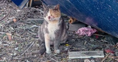 Yaşça daha büyük alaca kedi saçılmış yere otururken nefes