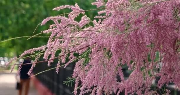Gäng violetta blommor frossa framför gränd med oskärpa bypasser — Stockvideo