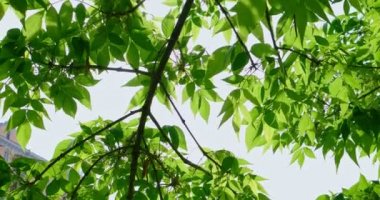 Ağaç arkadan aydınlatmalı parlak yeşil yaprakları öğleden sonra güneş tarafından