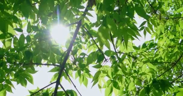 Coroa de árvore com sol da tarde brilhante e raios brilhando através . — Vídeo de Stock