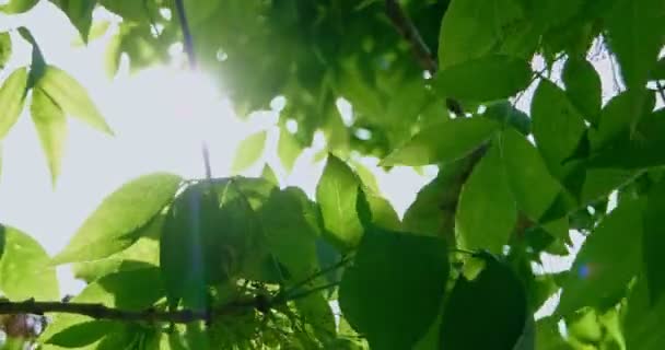 Primer plano de la rama del árbol con el sol fresco de las hojas que brilla a través — Vídeos de Stock