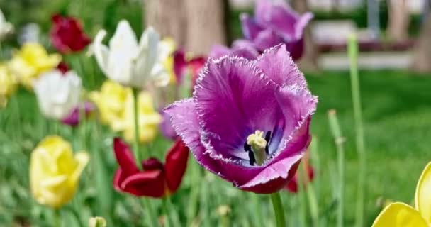 花壇の色鮮やかなチューリップの花のクローズ アップ — ストック動画