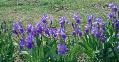 Flowerbed mavi süsen