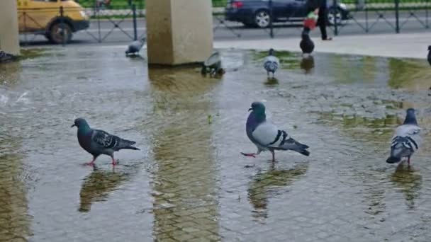 Palomas caminando sobre el agua de la fuente — Vídeos de Stock